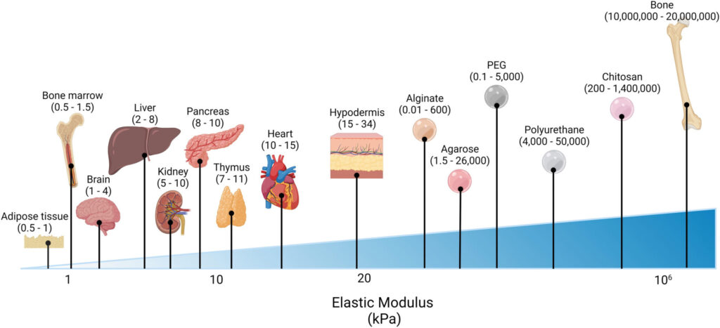 shear wave elastography